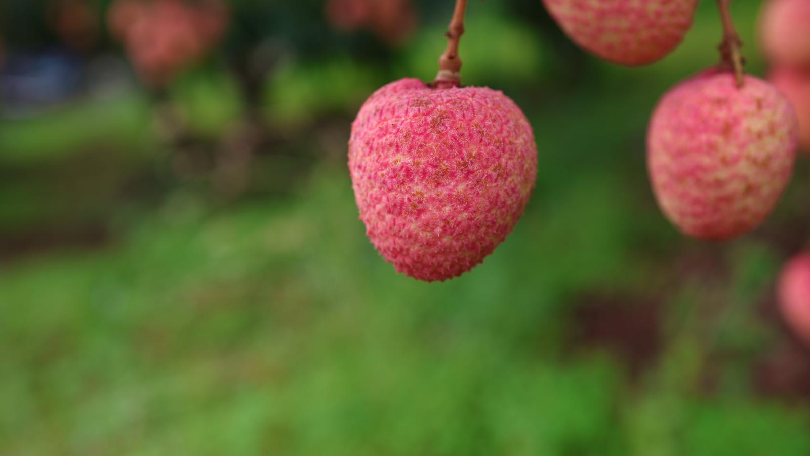 Vải thiều Nhã Nam - Sớm đầu vụ