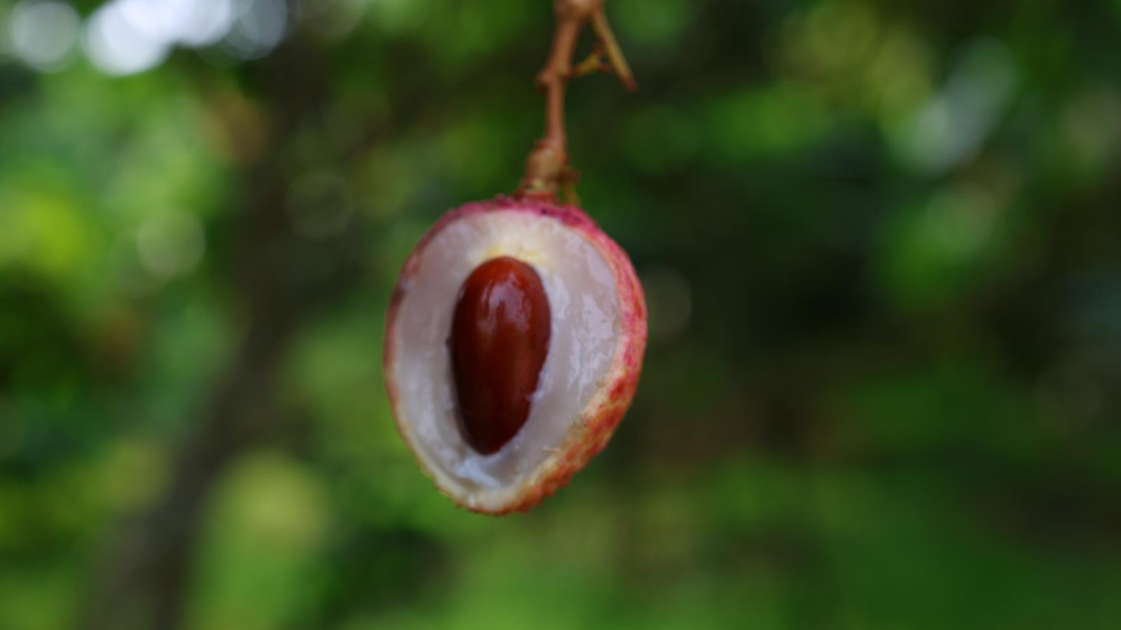 Vải thiều đông lạnh 500g
