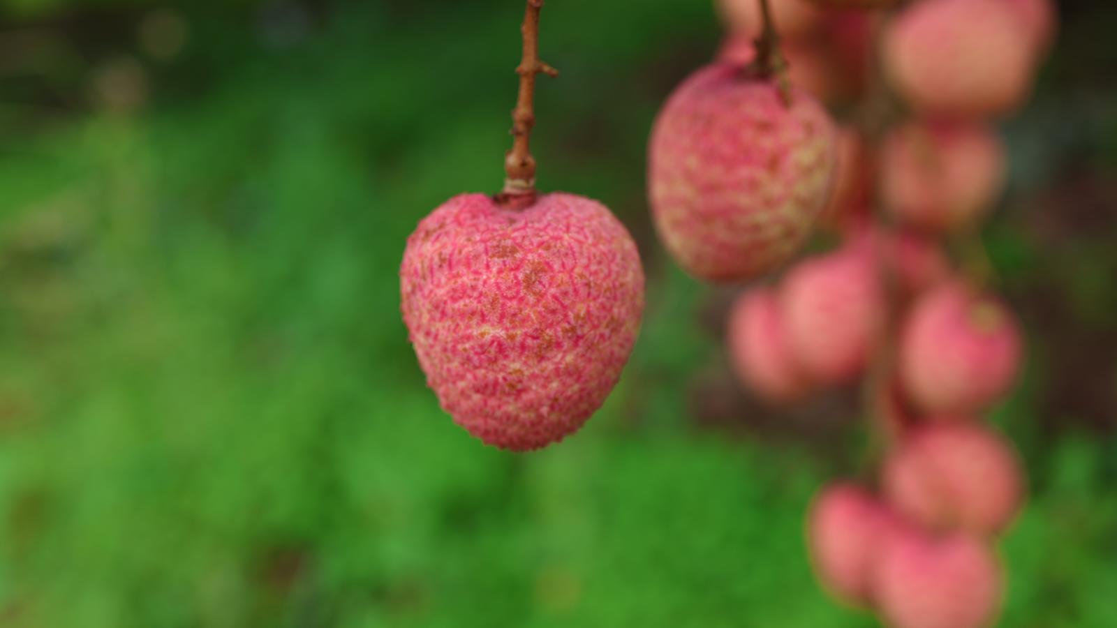 Vải thiều Liên Sơn - Loại 1