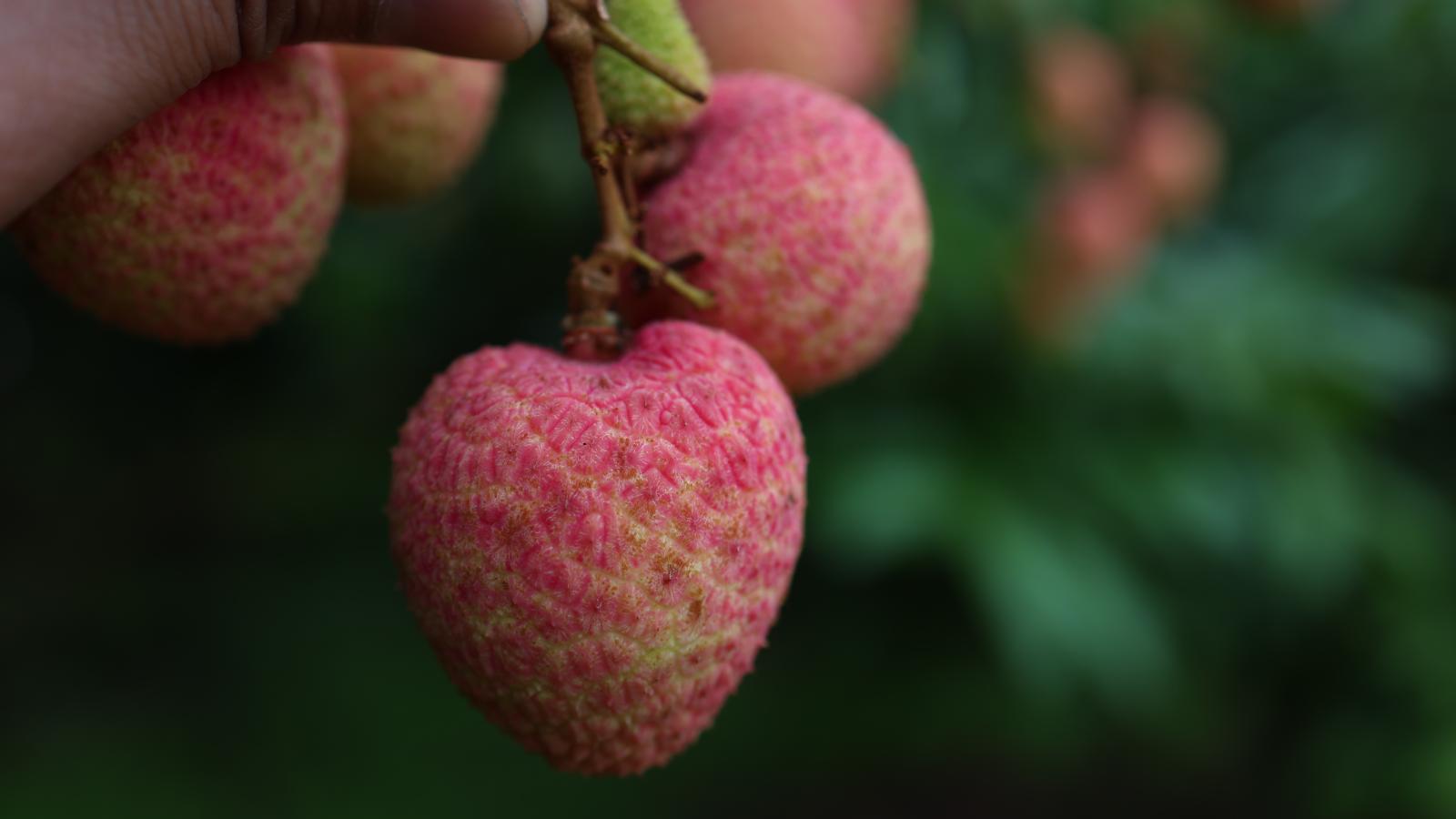 Vải thiều Liên Sơn - Hộp quà 2kg