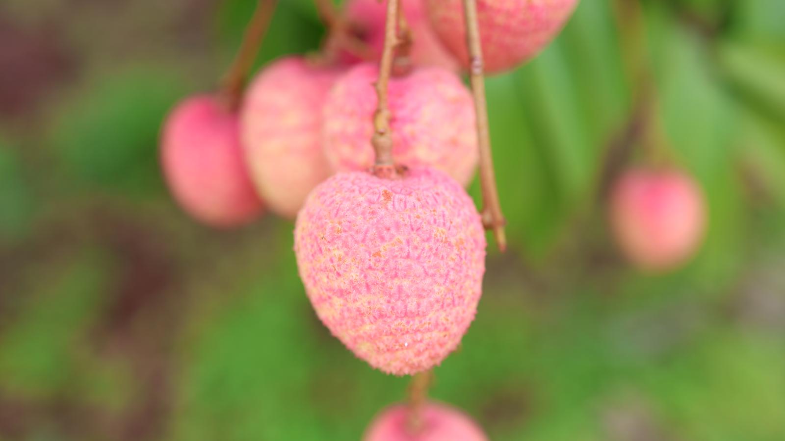 Vải thiều tươi mini 300g (cho bé)