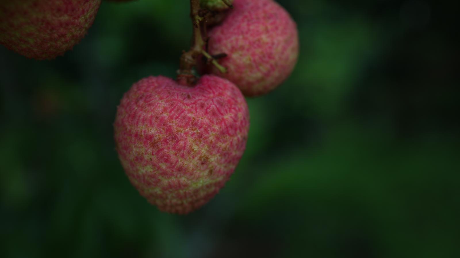 Kem vải thiều hộp 500ml