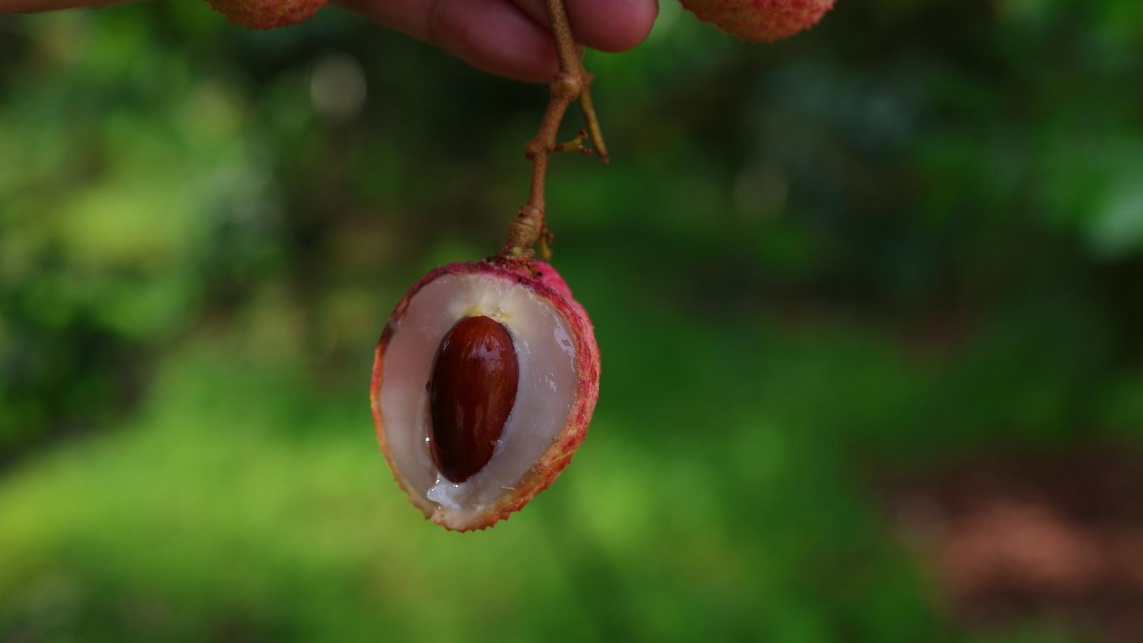 Vải thiều chín sớm Phúc Hòa - Loại 1 Đặc biệt