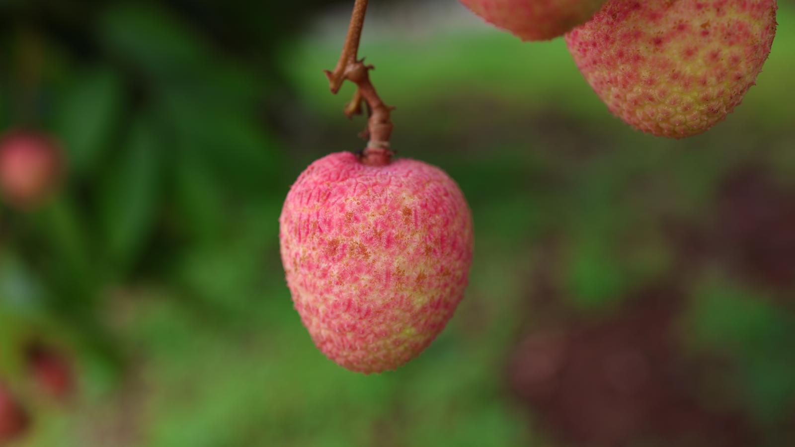 Vải thiều Tân Trung - Hữu cơ