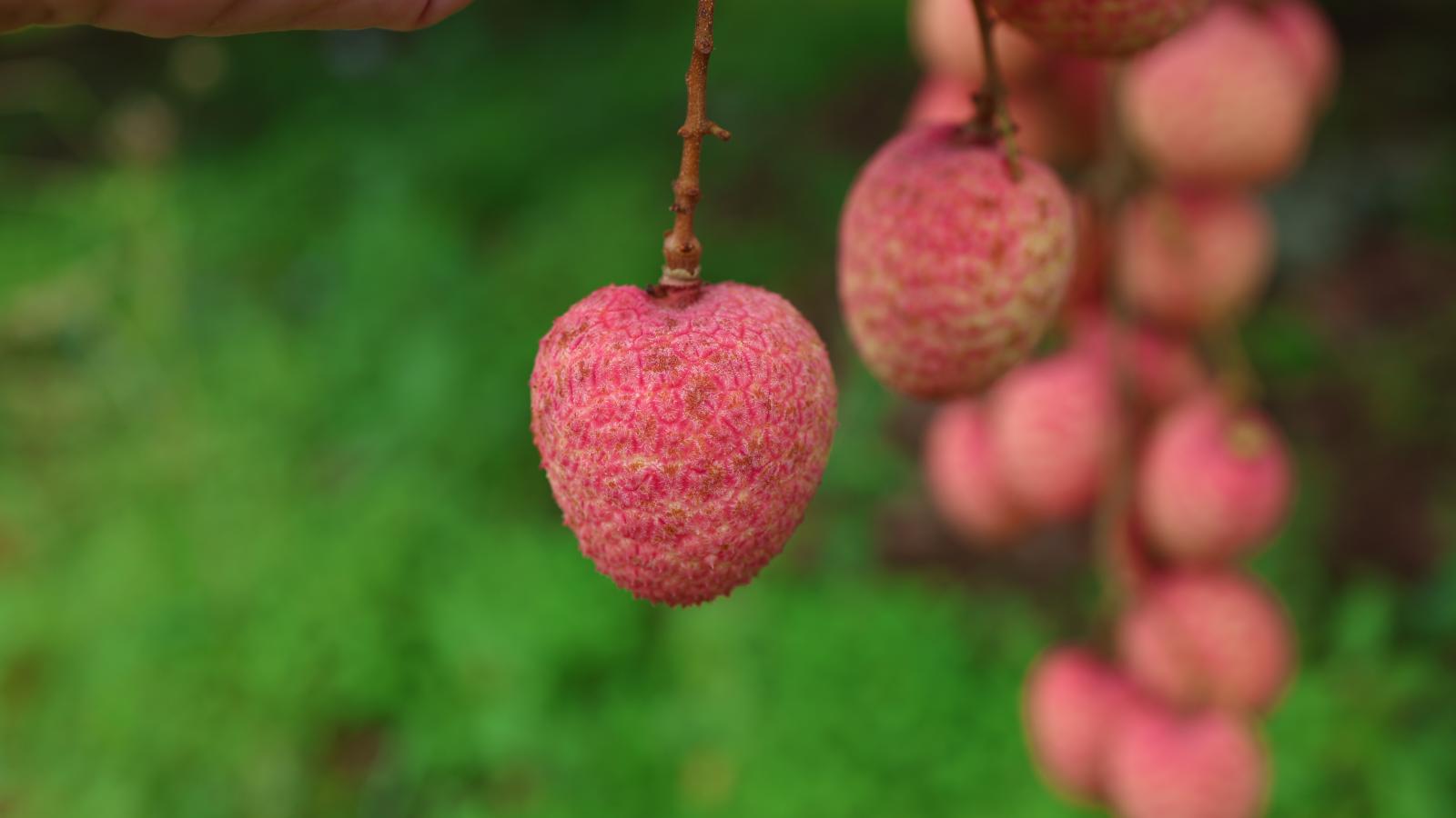 Vải thiều Cao Xá - Loại 2